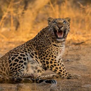 leopard-safari